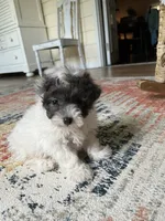 Maltipoo , a male Maltipoo for sale in Thomasville, GA – 3 of 3