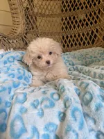 Maltipoo , a male Maltipoo for sale in Thomasville, GA – 9 of 9