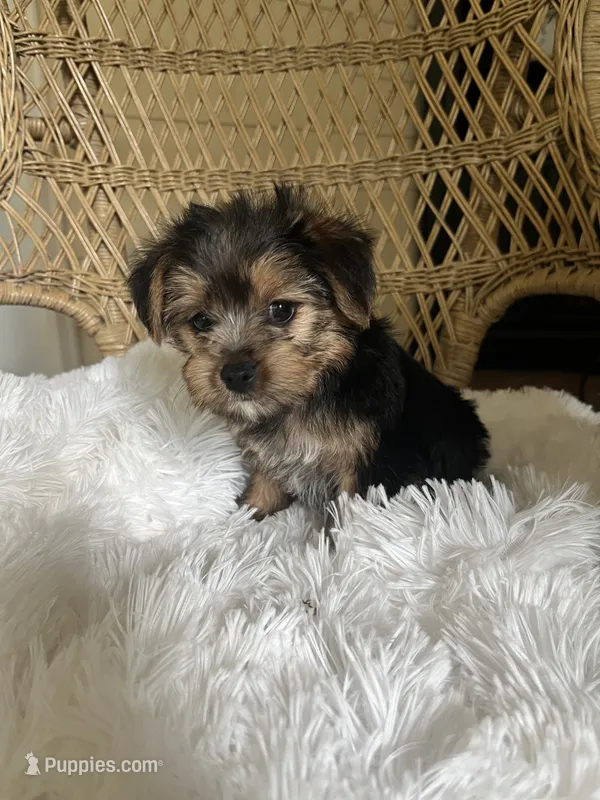 Yorkshire Terrier  – Yorkshire Terrier puppy for sale in Thomasville, GA