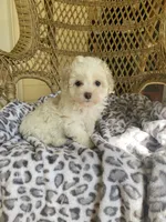 Toy Poodle , a female Poodle - Toy  for sale in Thomasville, GA – Photo 5 of 6