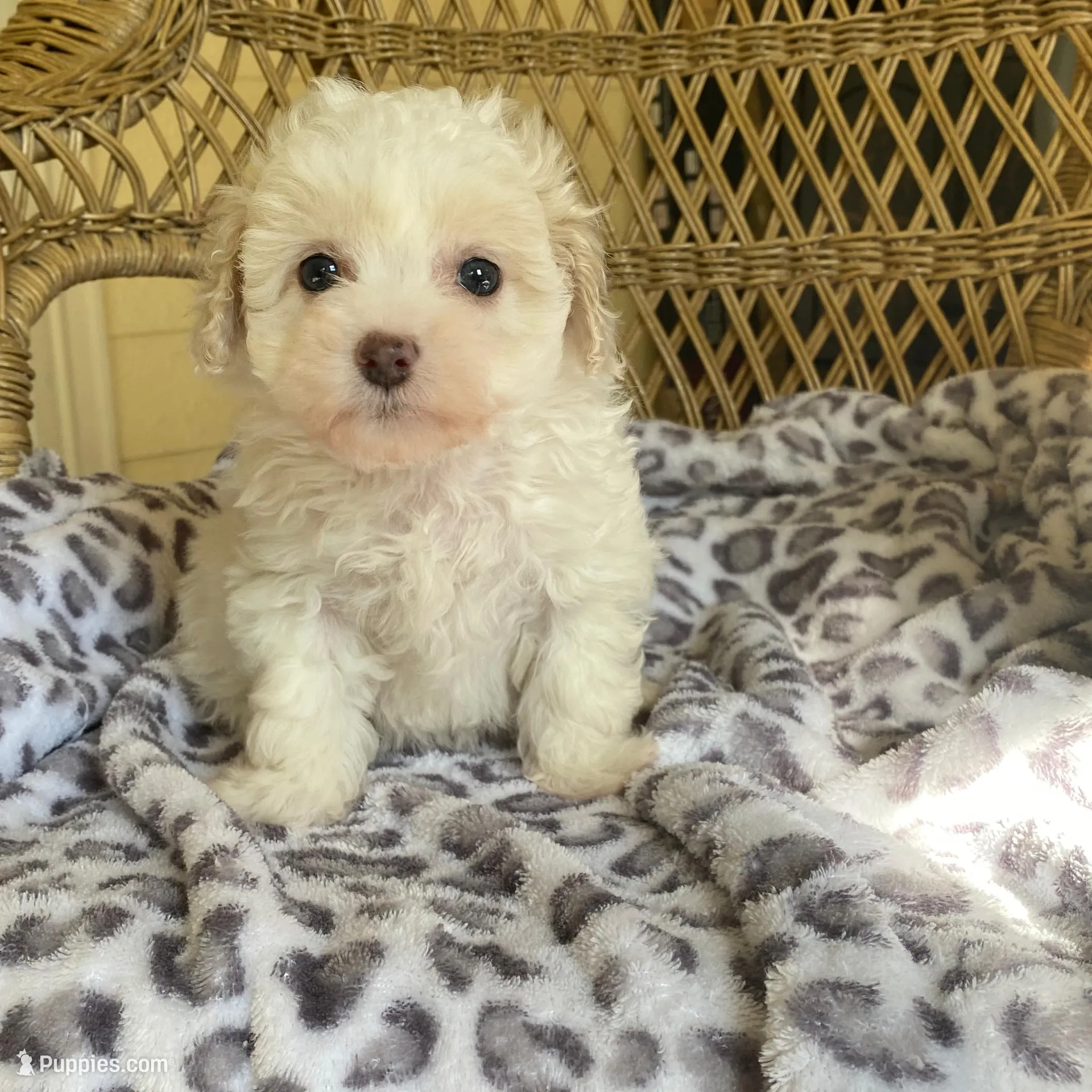 Toy Poodle , a female Poodle - Toy  for sale in Thomasville, GA – Photo 4 of 6