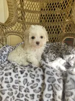 Toy Poodle , a female Poodle - Toy  for sale in Thomasville, GA – Photo 2 of 6