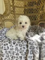 Toy Poodle , a female Poodle - Toy  for sale in Thomasville, GA – Photo 6 of 6
