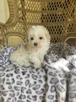 Toy Poodle , a female Poodle - Toy  for sale in Thomasville, GA – Photo 3 of 6