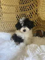 Maltipoo, a male Maltipoo for sale in Thomasville, GA – Photo 5 of 9