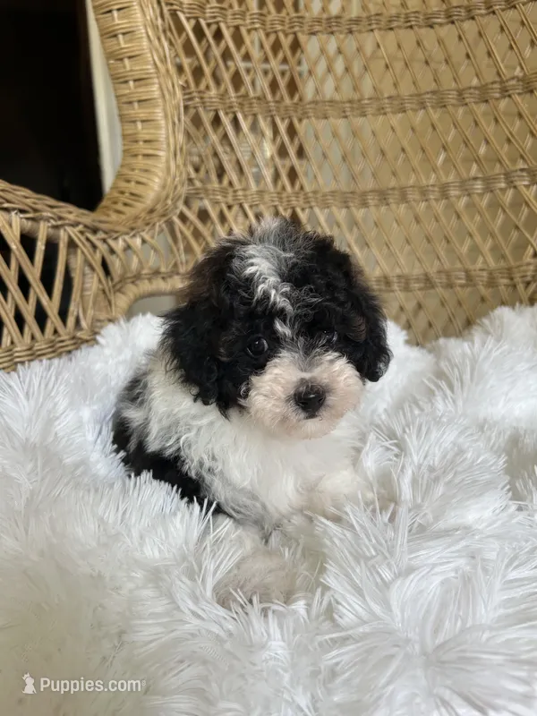 Maltipoo – Maltipoo puppy for sale in Thomasville, GA