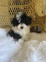 Maltipoo, a male Maltipoo for sale in Thomasville, GA – Photo 4 of 9