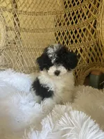 Maltipoo, a male Maltipoo for sale in Thomasville, GA – Photo 8 of 9
