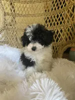 Maltipoo, a male Maltipoo for sale in Thomasville, GA – Photo 2 of 9