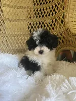 Maltipoo, a male Maltipoo for sale in Thomasville, GA – Photo 9 of 9