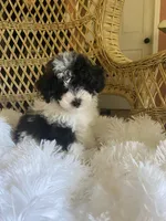 Maltipoo, a male Maltipoo for sale in Thomasville, GA – Photo 3 of 9
