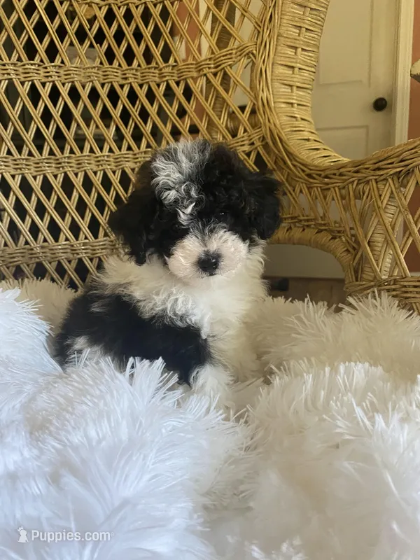 Maltipoo, a male Maltipoo for sale in Thomasville, GA – Photo 1 of 9