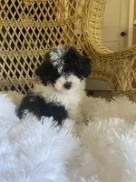 Maltipoo, a male Maltipoo for sale in Thomasville, GA – Photo 1 of 9