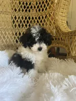Maltipoo, a male Maltipoo for sale in Thomasville, GA – Photo 6 of 9