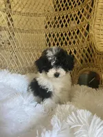Maltipoo, a male Maltipoo for sale in Thomasville, GA – Photo 7 of 9