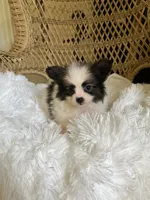 PomPoo, a female Pomapoo for sale in Thomasville, GA – 5 of 7