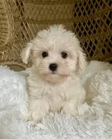 Maltipoo , a male Maltipoo for sale in Thomasville, GA – 4 of 7