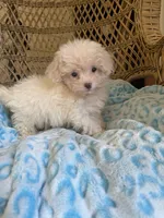 Maltipoo , a male Maltipoo for sale in Thomasville, GA – 5 of 9