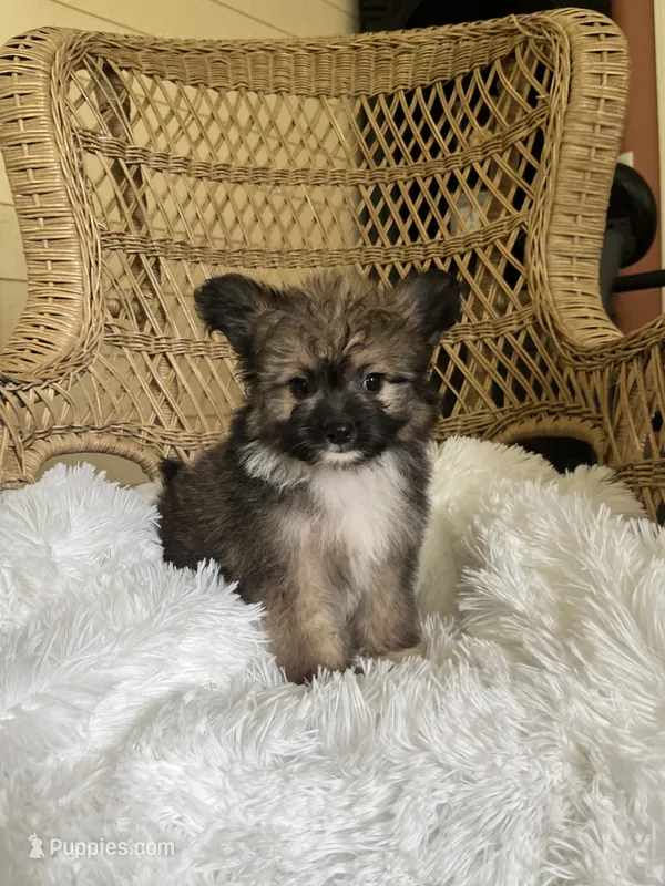 PomPoo  – Pomapoo puppy for sale in Thomasville, GA