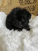 PomPoo , a male Pomapoo for sale in Thomasville, GA – 3 of 4