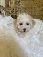 Maltipoo, a male Maltipoo for sale in Thomasville, GA – Photo 3 of 7