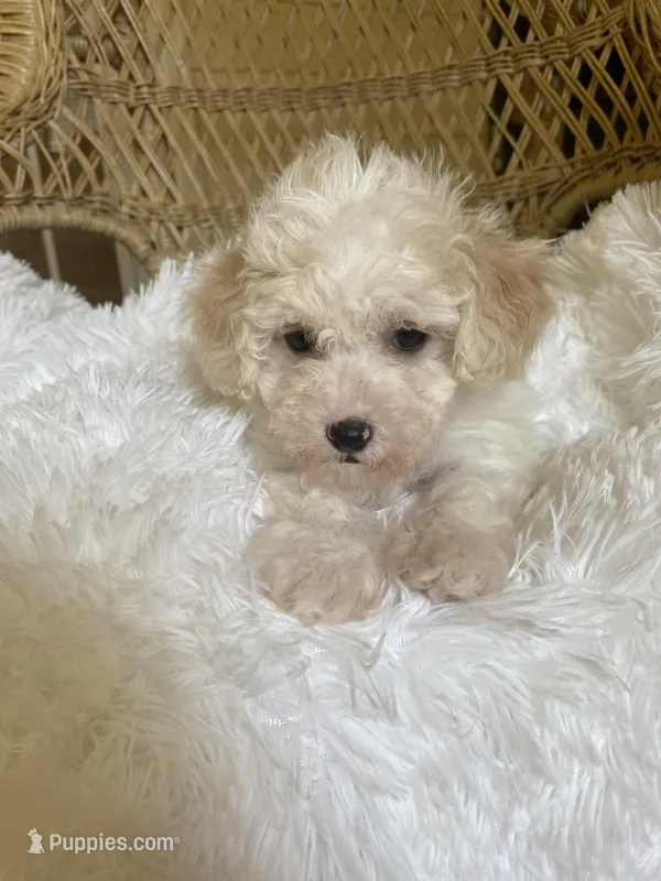 Maltipoo – Maltipoo puppy for sale in Thomasville, GA
