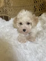 Maltipoo, a male Maltipoo for sale in Thomasville, GA – Photo 1 of 7