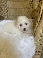 Maltipoo, a male Maltipoo for sale in Thomasville, GA – Photo 2 of 7