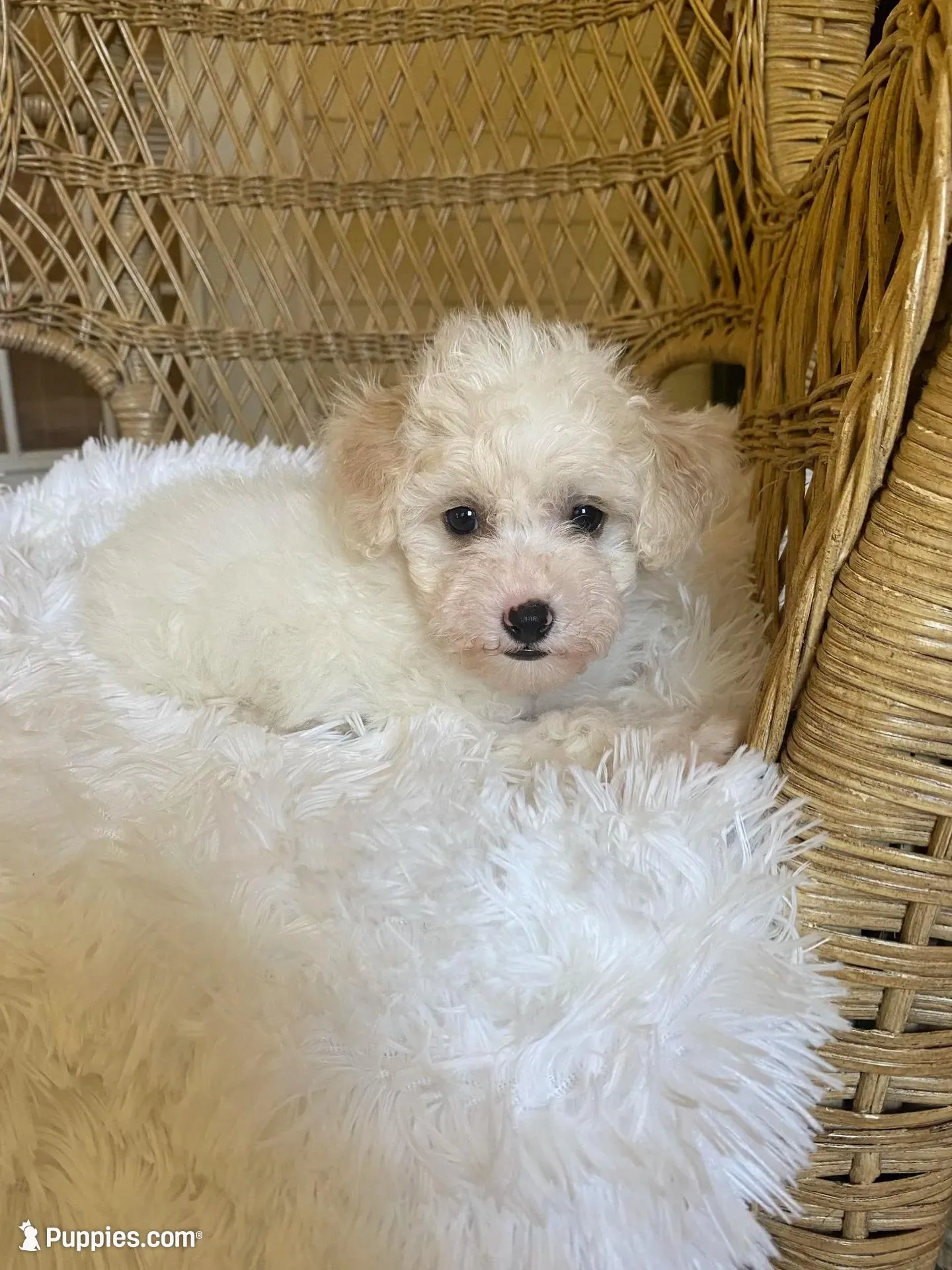 Maltipoo, a male Maltipoo for sale in Thomasville, GA – Photo 6 of 7