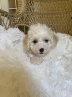 Maltipoo, a male Maltipoo for sale in Thomasville, GA – Photo 5 of 7