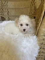 Maltipoo, a male Maltipoo for sale in Thomasville, GA – Photo 4 of 7