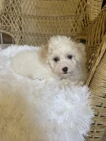Maltipoo, a male Maltipoo for sale in Thomasville, GA – Photo 7 of 7