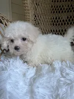 Maltipoo , a male Maltipoo for sale in Thomasville, GA – 2 of 3