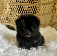 PomPoo , a male Pomapoo for sale in Thomasville, GA – 5 of 7