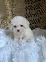Maltipoo , a male Maltipoo for sale in Thomasville, GA – 1 of 3