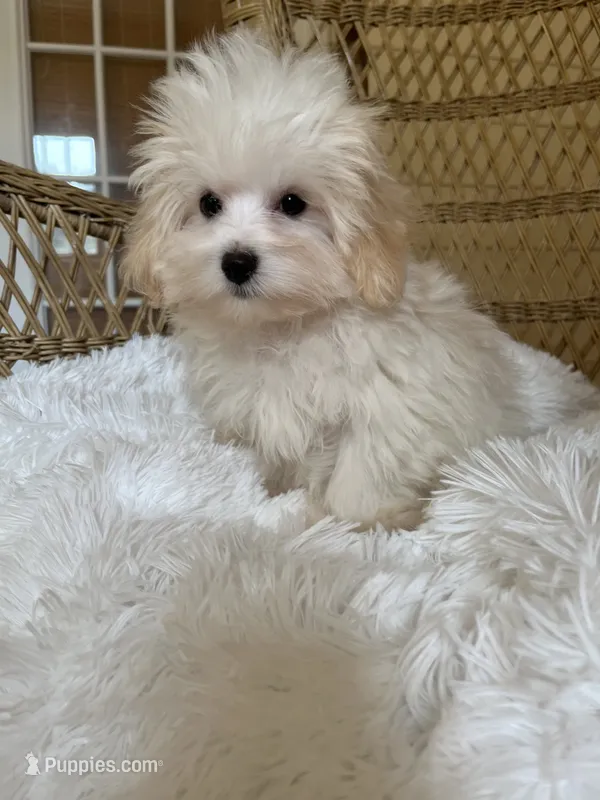 Maltipoo  – Maltipoo puppy for sale in Thomasville, GA