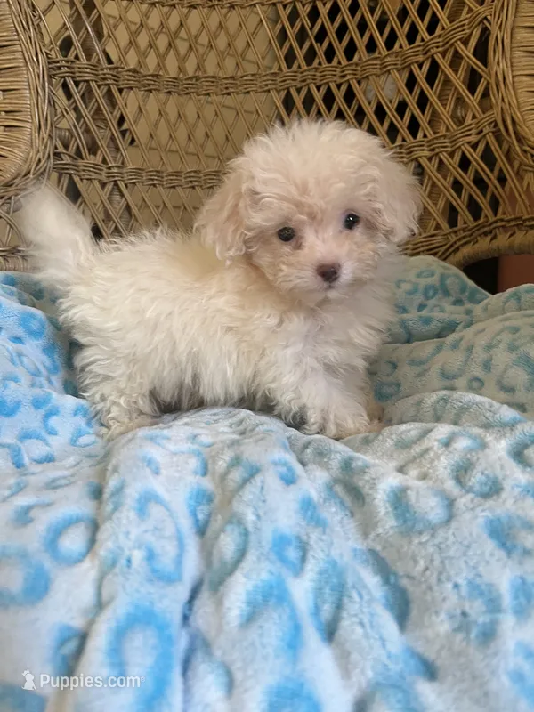 Maltipoo  – Maltipoo puppy for sale in Thomasville, GA