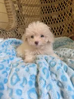 Maltipoo , a male Maltipoo for sale in Thomasville, GA – 6 of 9