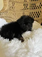 PomPoo , a male Pomapoo for sale in Thomasville, GA – 1 of 4