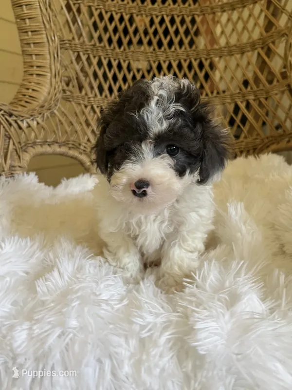 Maltipoo  – Maltipoo puppy for sale in Thomasville, GA