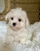Maltipoo , a male Maltipoo for sale in Thomasville, GA – 2 of 7