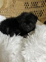 PomPoo , a male Pomapoo for sale in Thomasville, GA – 4 of 4