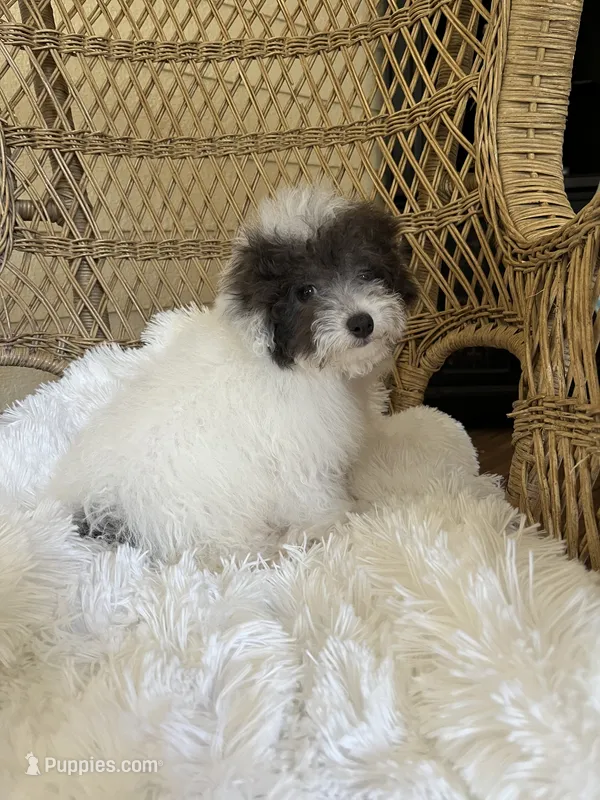 Maltipoo  – Maltipoo puppy for sale in Thomasville, GA