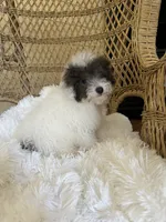 Maltipoo , a male Maltipoo for sale in Thomasville, GA – 1 of 2