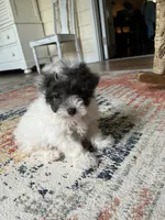 Maltipoo , a male Maltipoo for sale in Thomasville, GA – 2 of 3