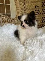 PomPoo, a female Pomapoo for sale in Thomasville, GA – 6 of 7