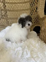 Maltipoo , a male Maltipoo for sale in Thomasville, GA – 2 of 2