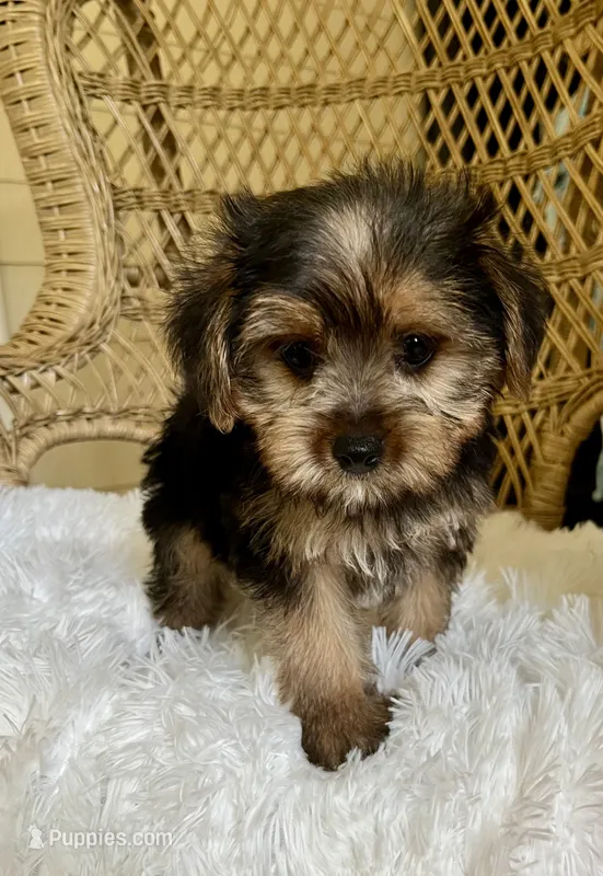 Yorkshire Terrier  – Yorkshire Terrier puppy for sale in Thomasville, GA