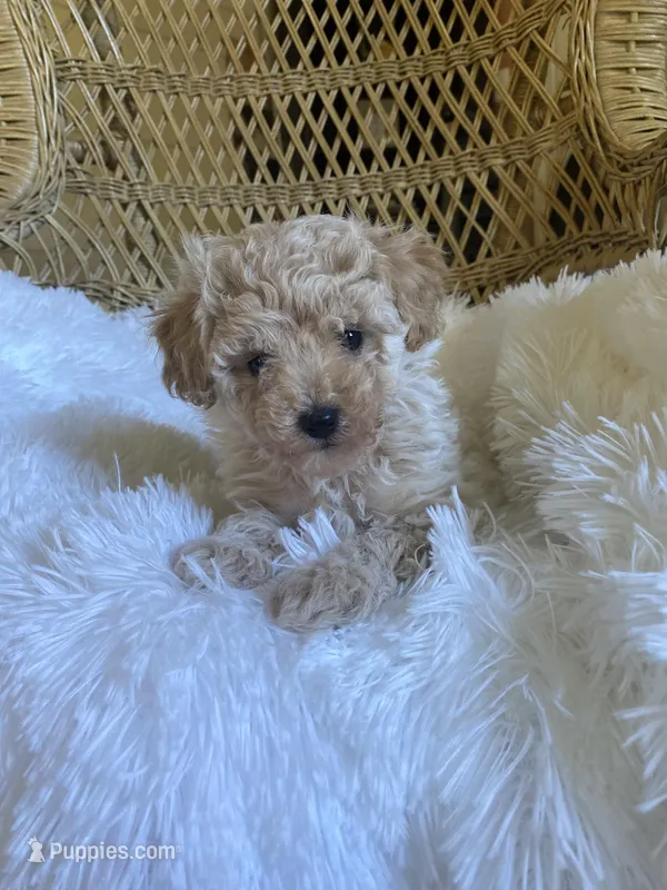 Maltipoo  – Maltipoo puppy for sale in Thomasville, GA