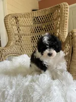 Maltipoo , a male Maltipoo for sale in Thomasville, GA – Photo 2 of 4